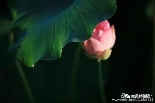 淮阳吃瓜群众